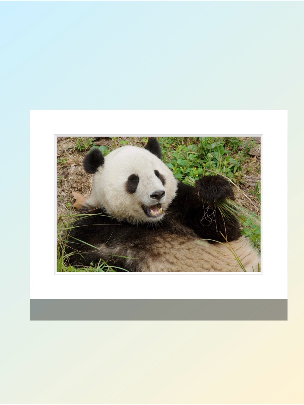 Matted Panda Photo Print - Black and White Home Art Photography